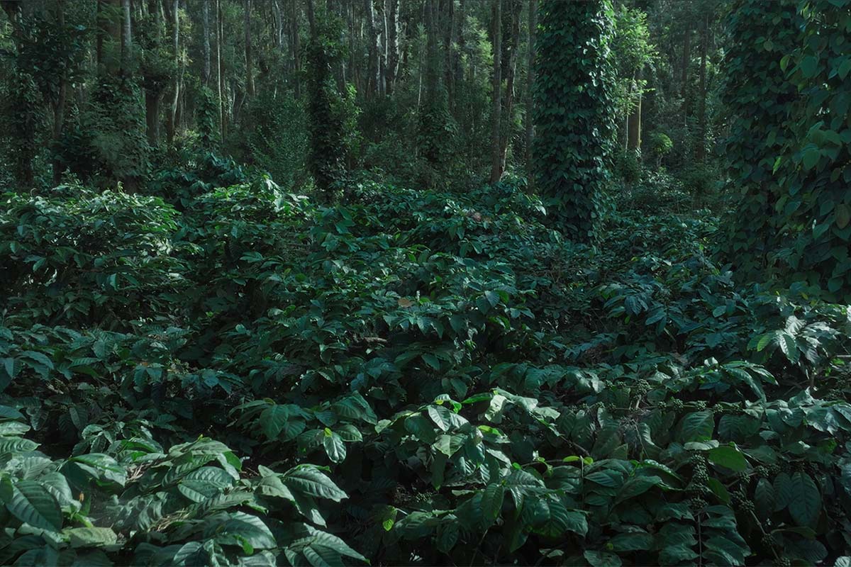 Rainforest Alliance